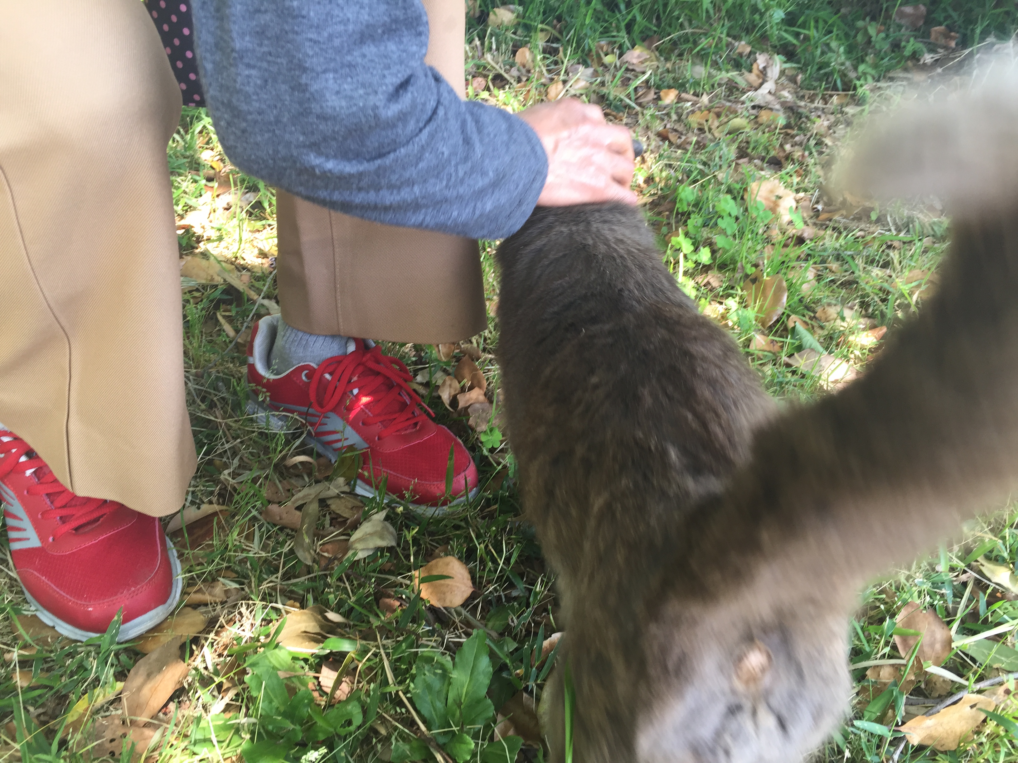 坂田が池公園のかわいい猫