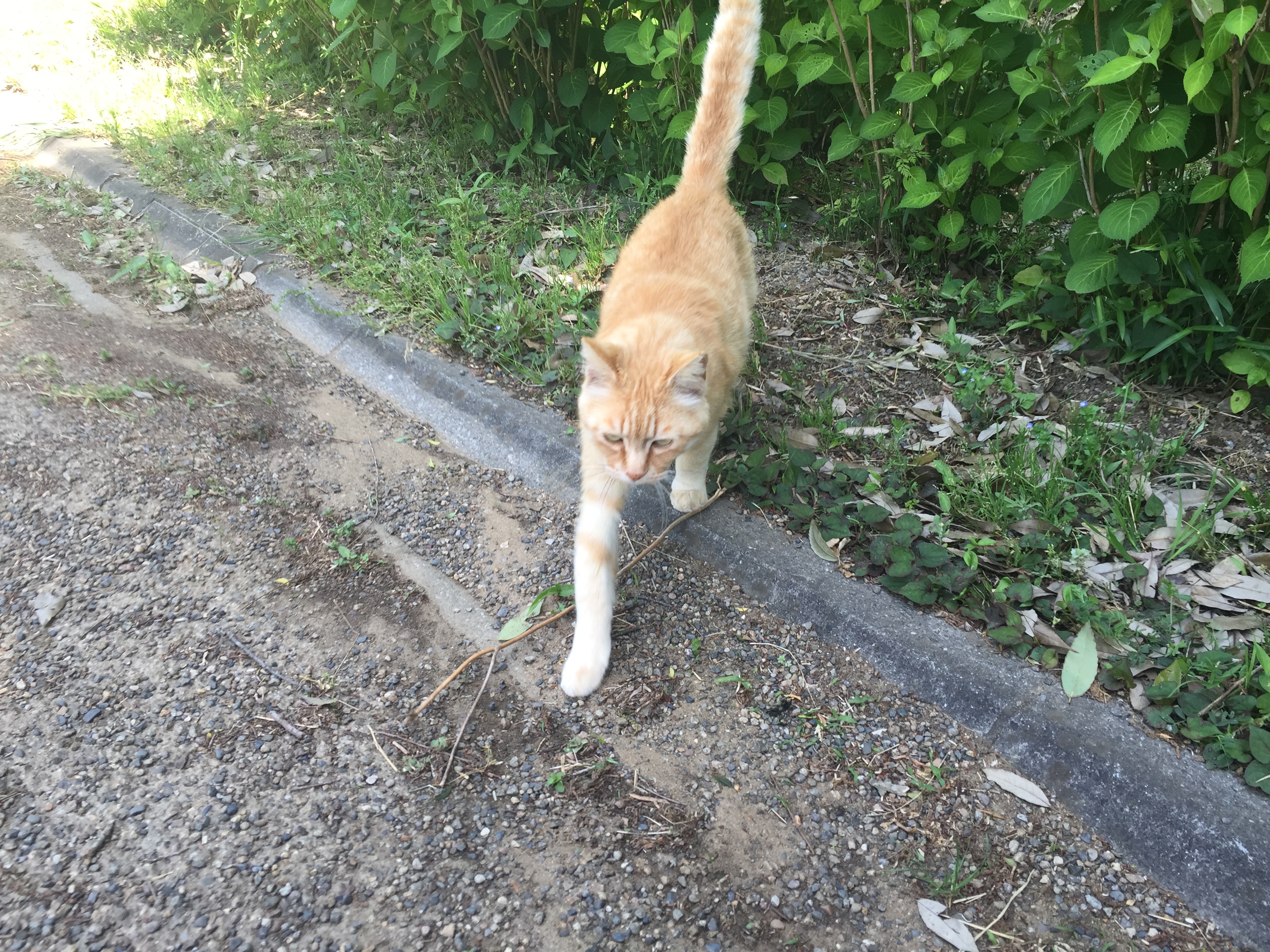 坂田が池公園のかわいい猫
