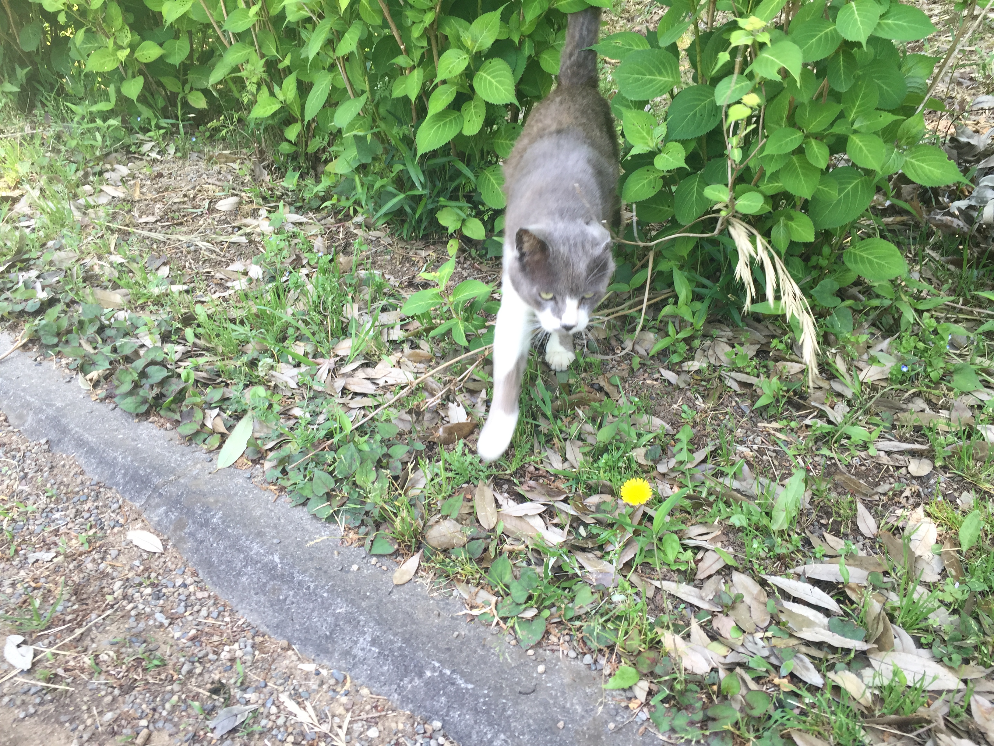 坂田が池公園のかわいい猫