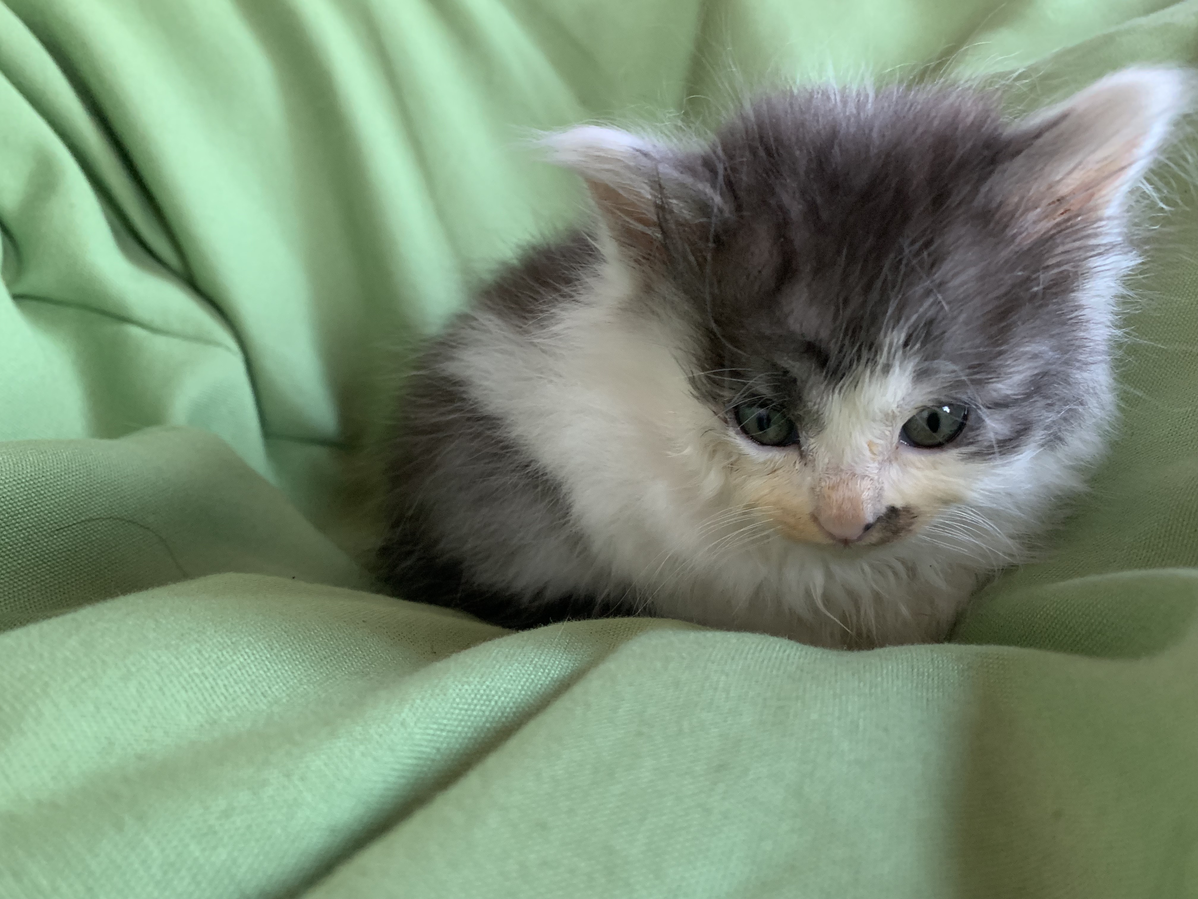 人をダメにするソファに居るちゃ〜