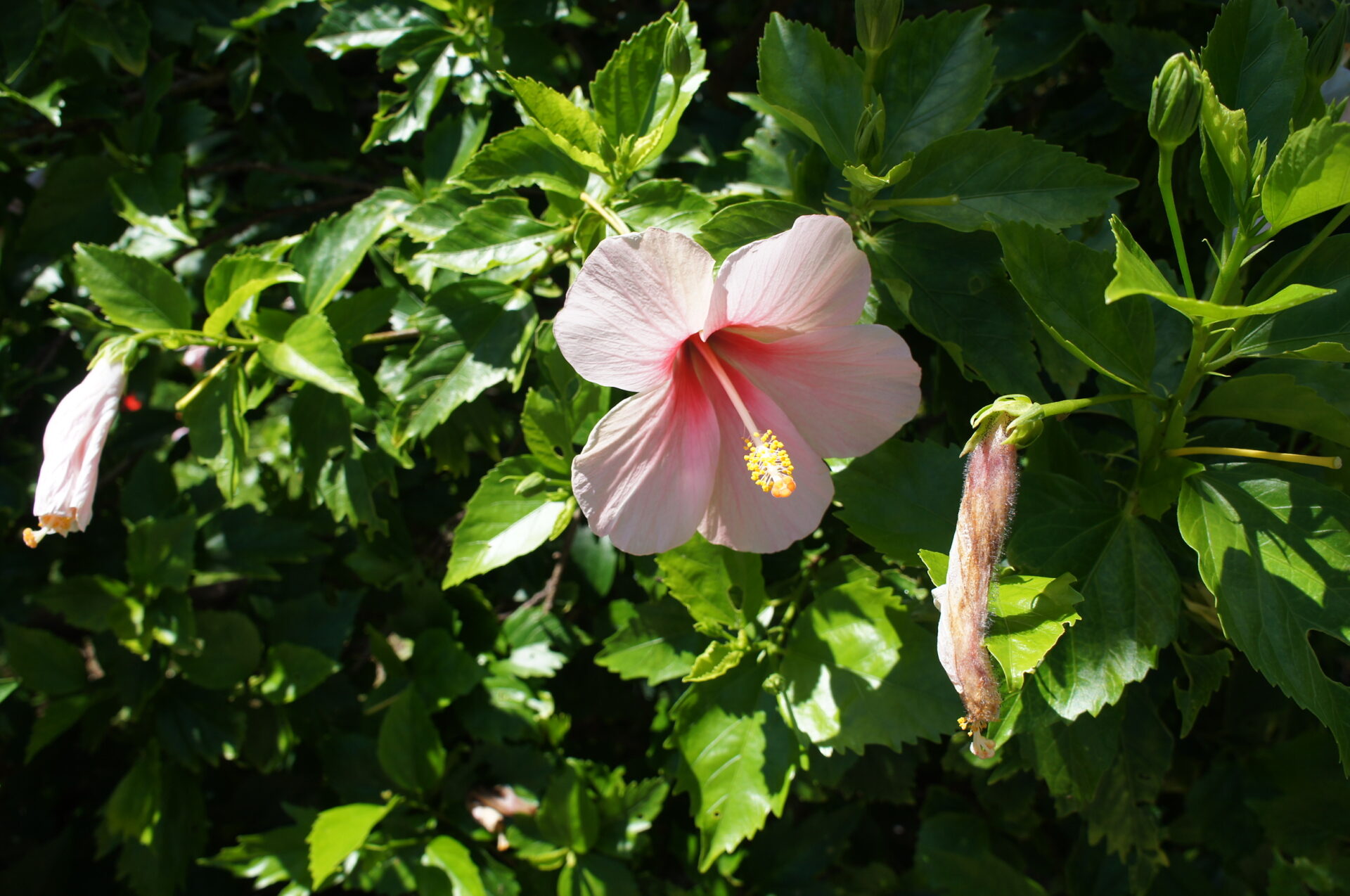 母島南崎小富士コースで見たハイビスカス