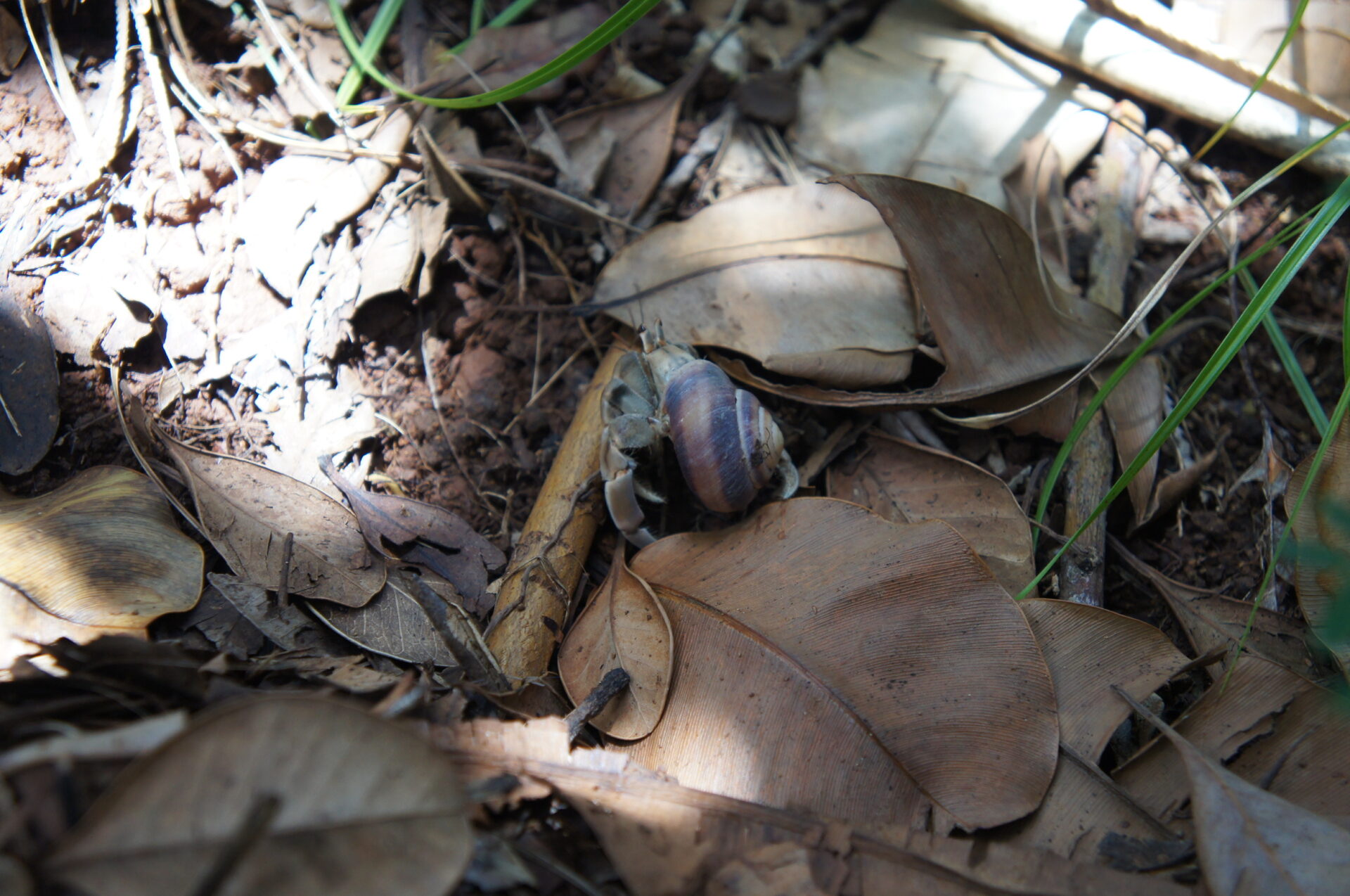 母島南崎小富士コースで見たマイマイ