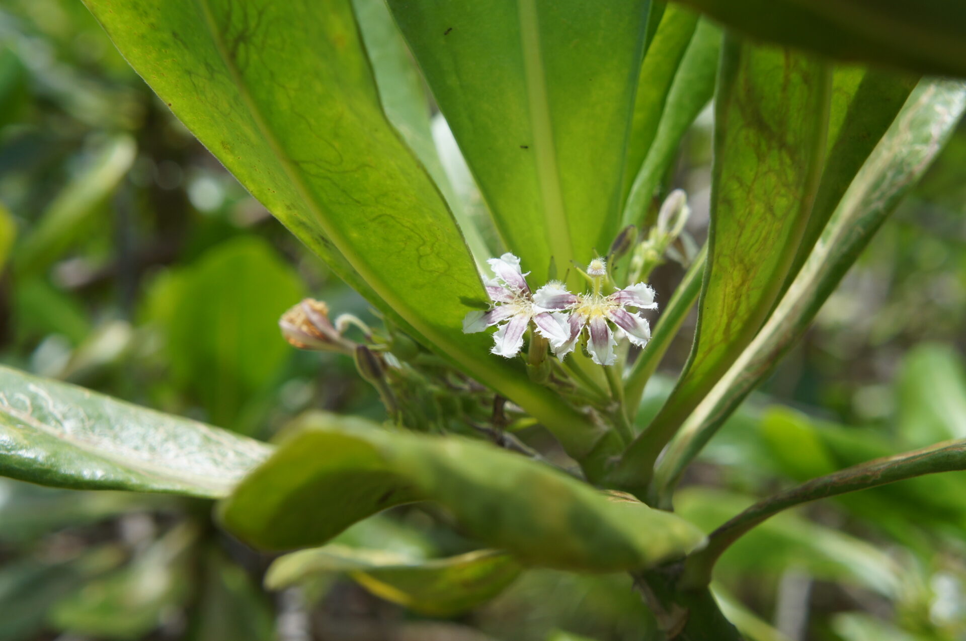 母島南崎小富士コースで見た花