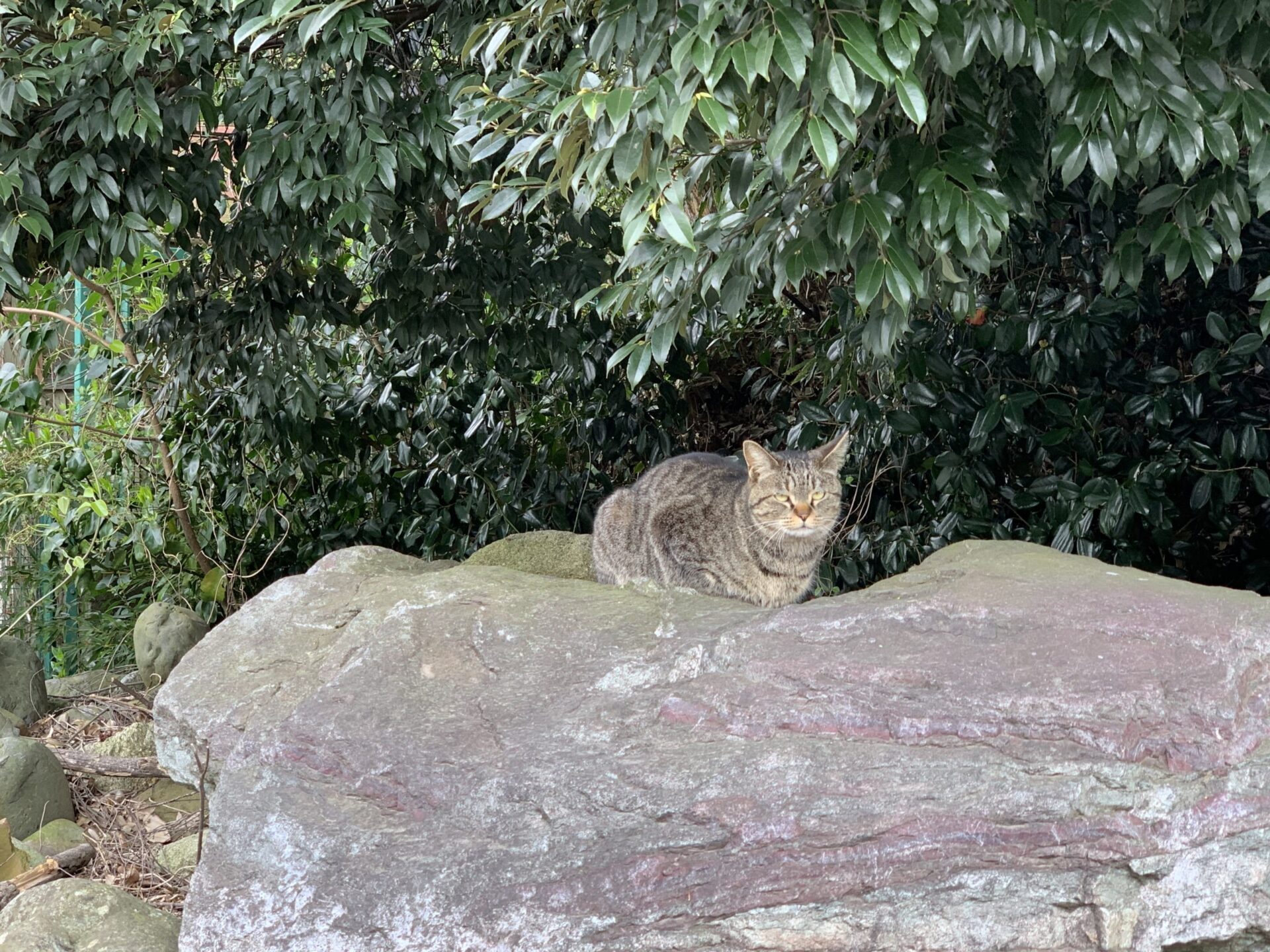 丘の下にいたネコ