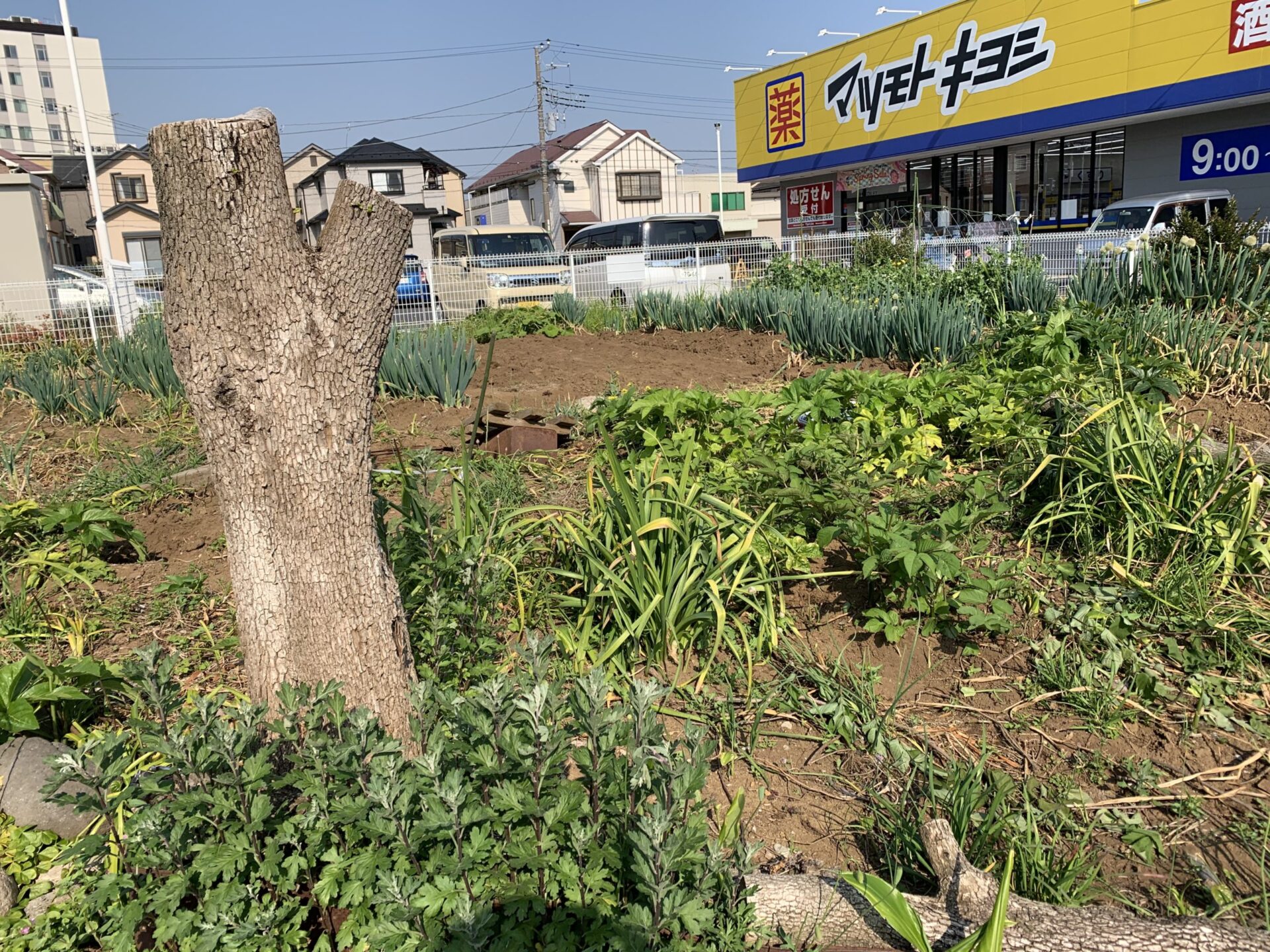 マツキヨの前の畑