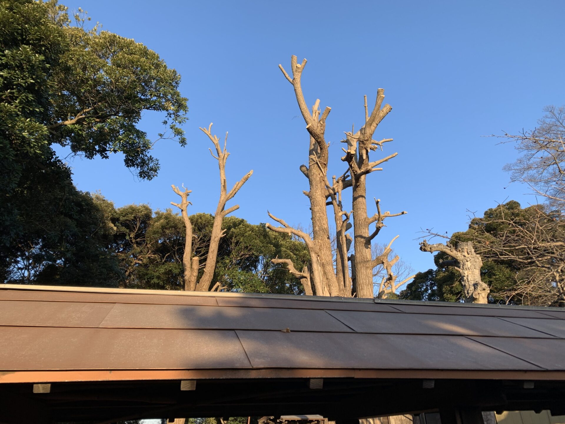 風早神社の伐採されたイチョウの木