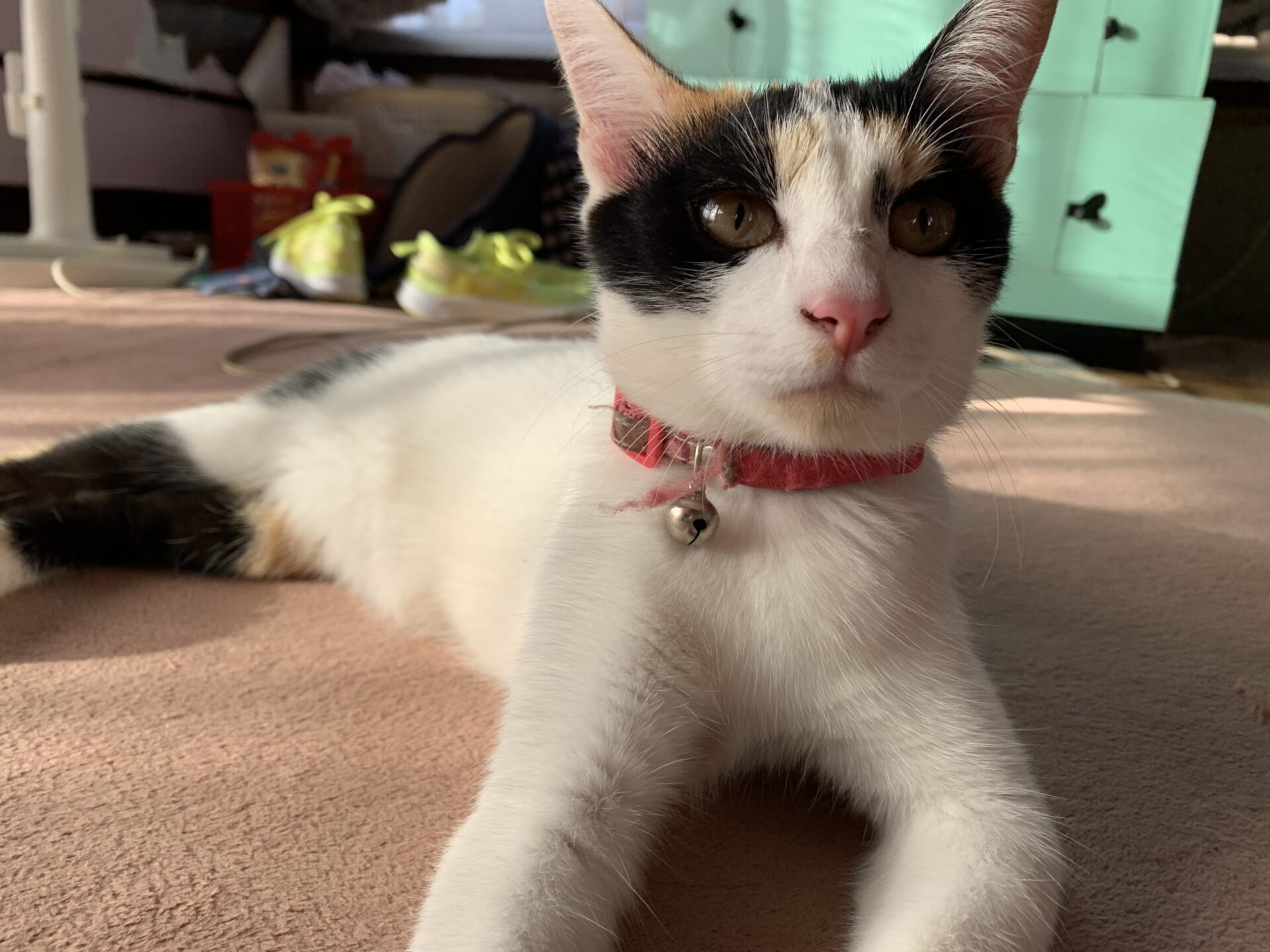 9月19日のミケ子