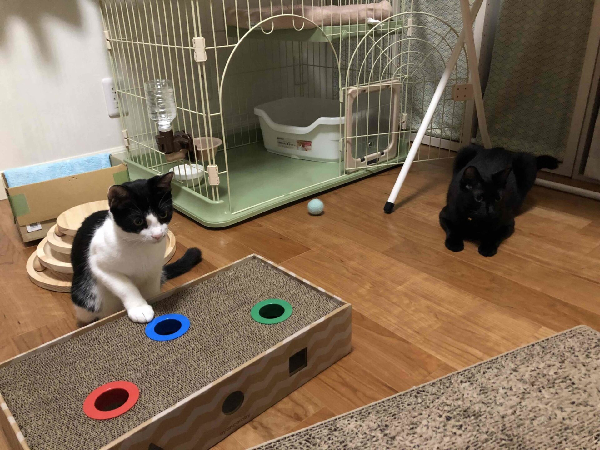 里親さんちのクロ子