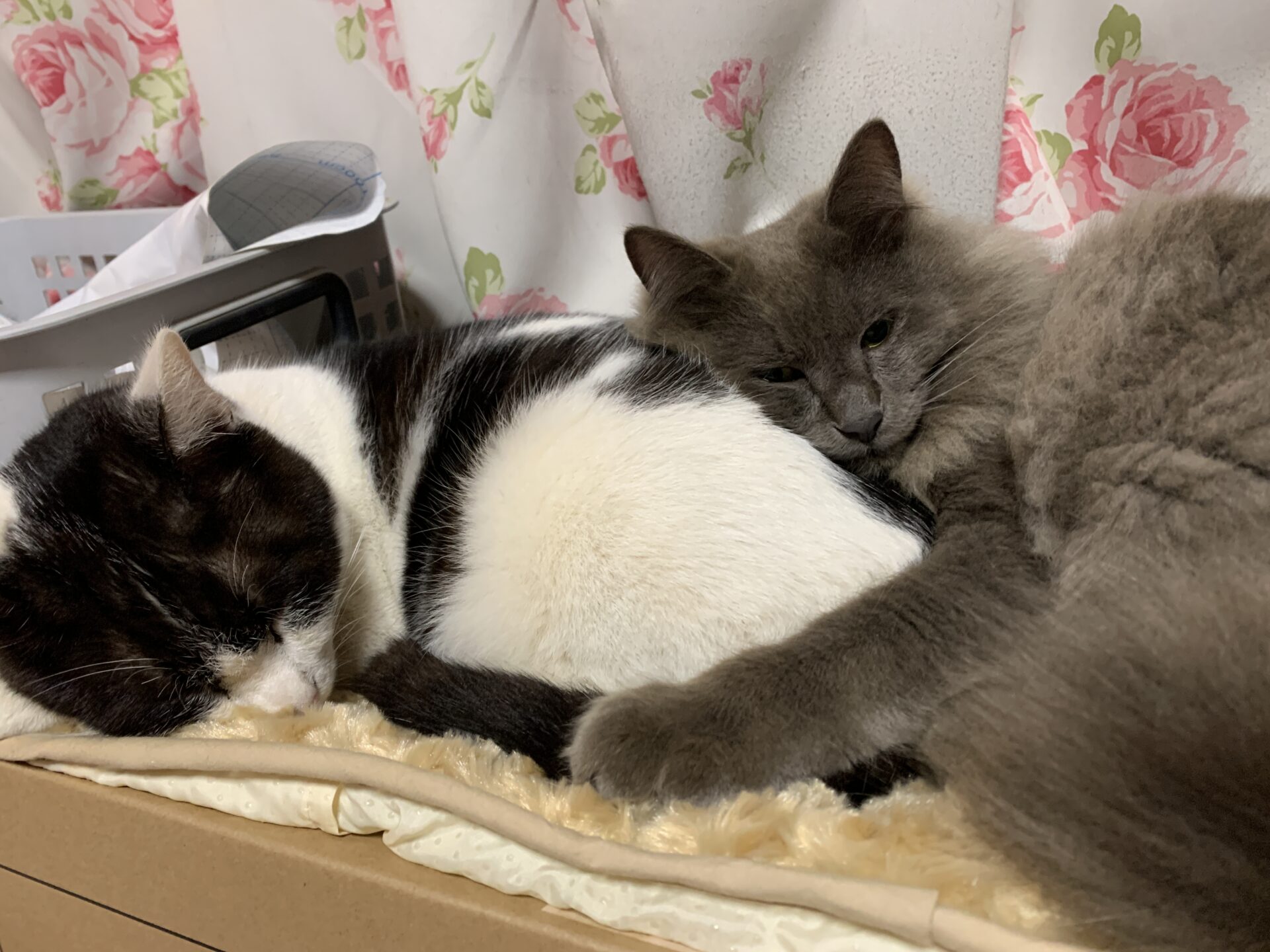 １歳になったブチオとチーコ