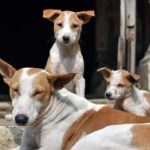 दिल्ली में आवारा कुत्तों पर नकेल कसने की तैयारी, एमसीडी ने तेज किया नसबंदी अभियान