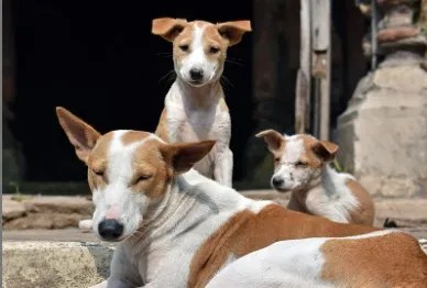 दिल्ली में आवारा कुत्तों पर नकेल कसने की तैयारी, एमसीडी ने तेज किया नसबंदी अभियान