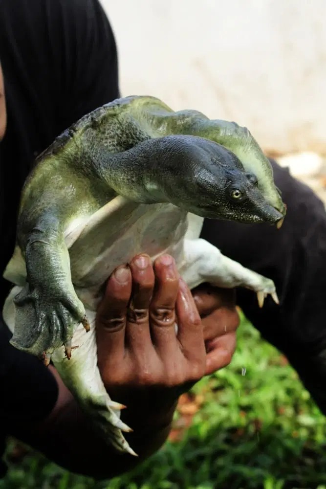 Foolproof Guide To Softshell Turtle Tank Setup The Turtle Hub - Professional Mobile Mountain Textures | Free Download