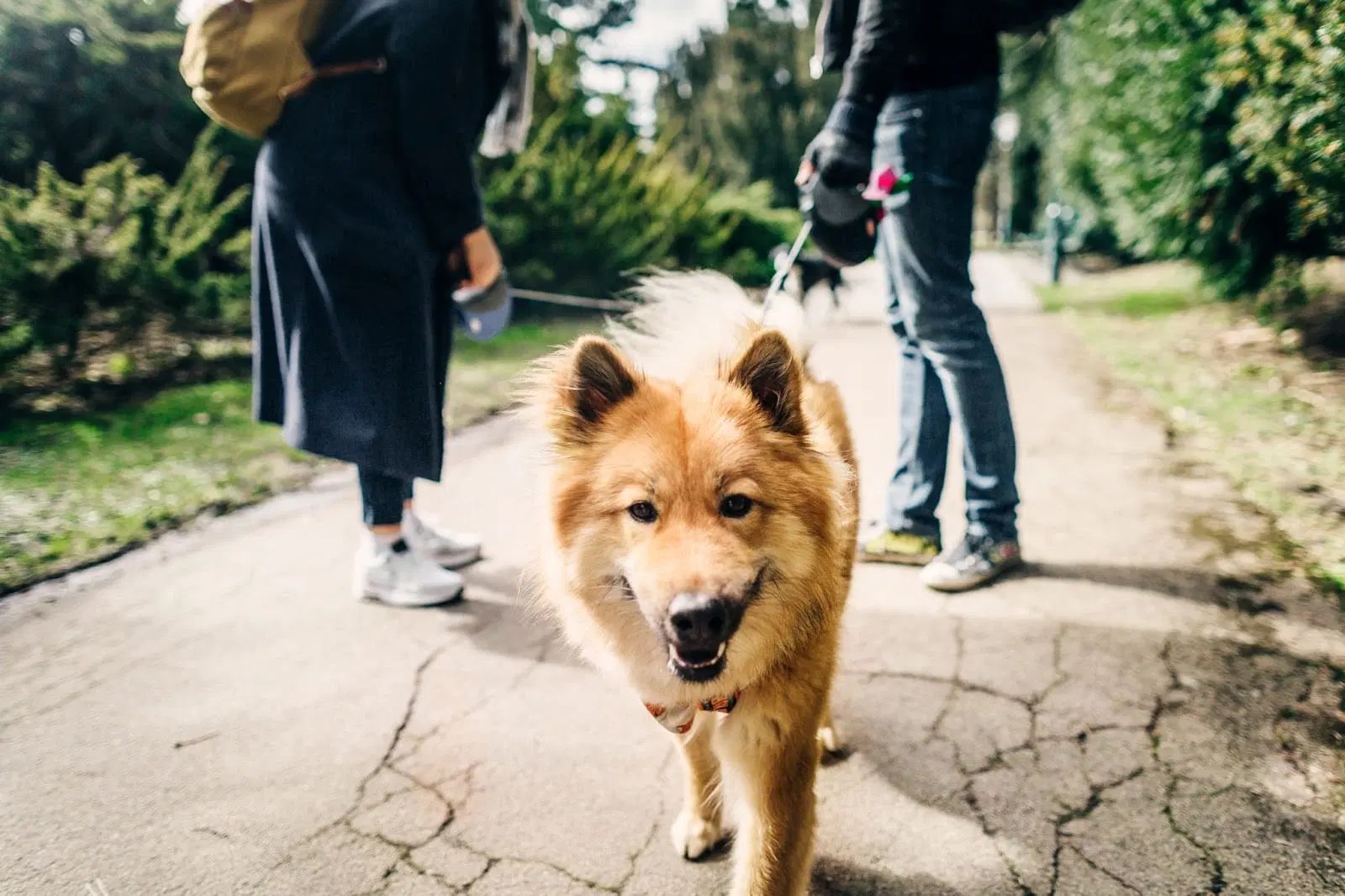 Hound R Doodles - Minimal Texture Collection - HD Quality