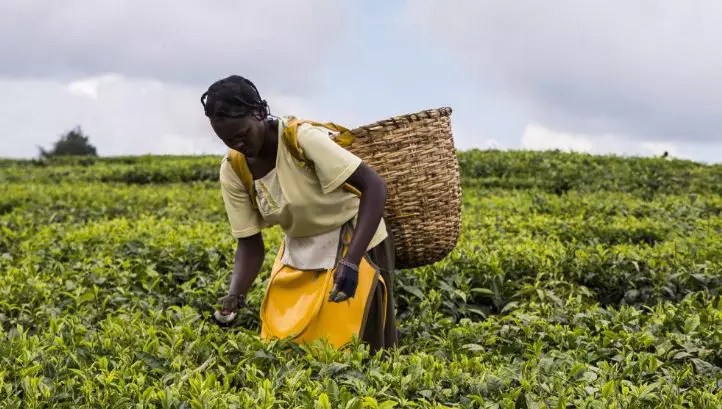 Fair Trade Co Op - Premium Gradient Image Gallery - Ultra HD