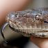 Nasty surprise as man bitten by python while sitting on the toilet