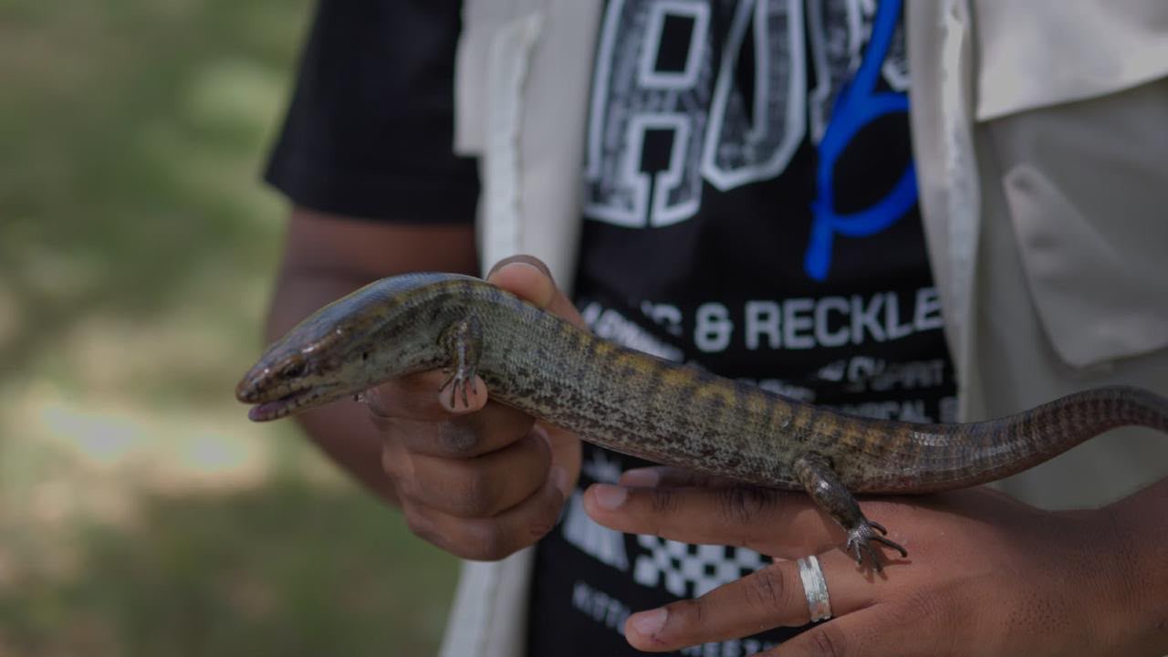Hallan dos lagartos endémicos de RD en peligro de extinción en el Parque Nacional La Humeadora