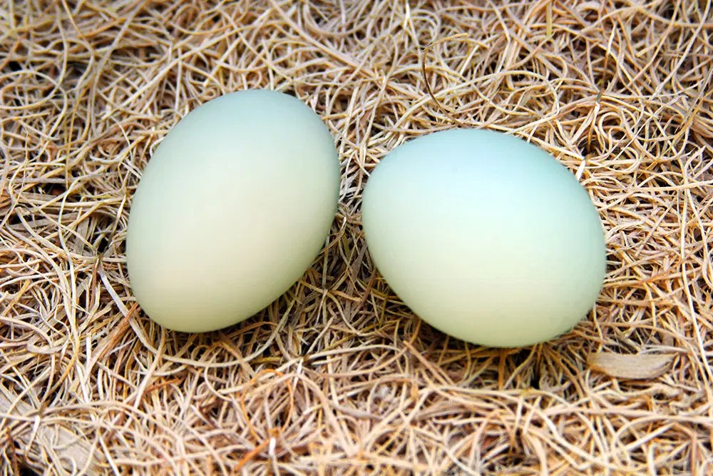 Easter Egger Weekend Homesteader - Stunning Sunset Pattern - High Resolution