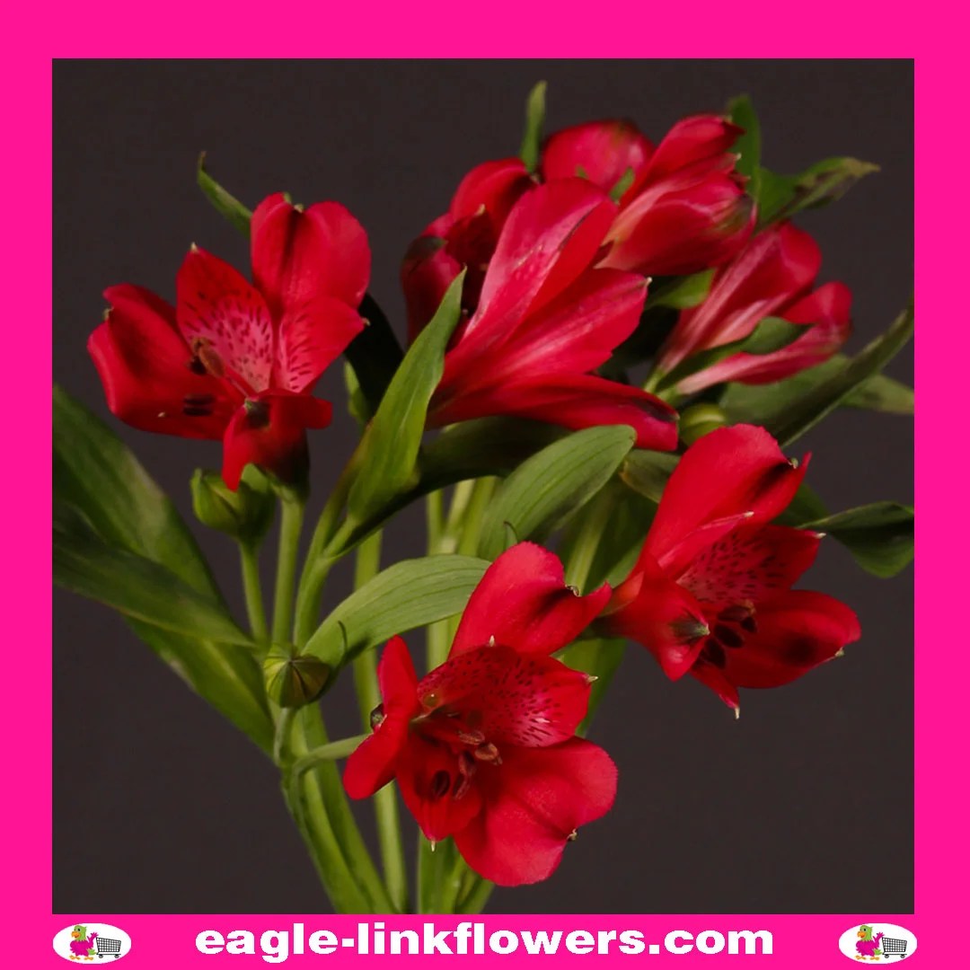 この世で一番愛しい記憶 / ALSTROeMERIA / kaoling Alstroemeria x 'Coral Chaos' Coral Chaos Peruvian lily from Prides