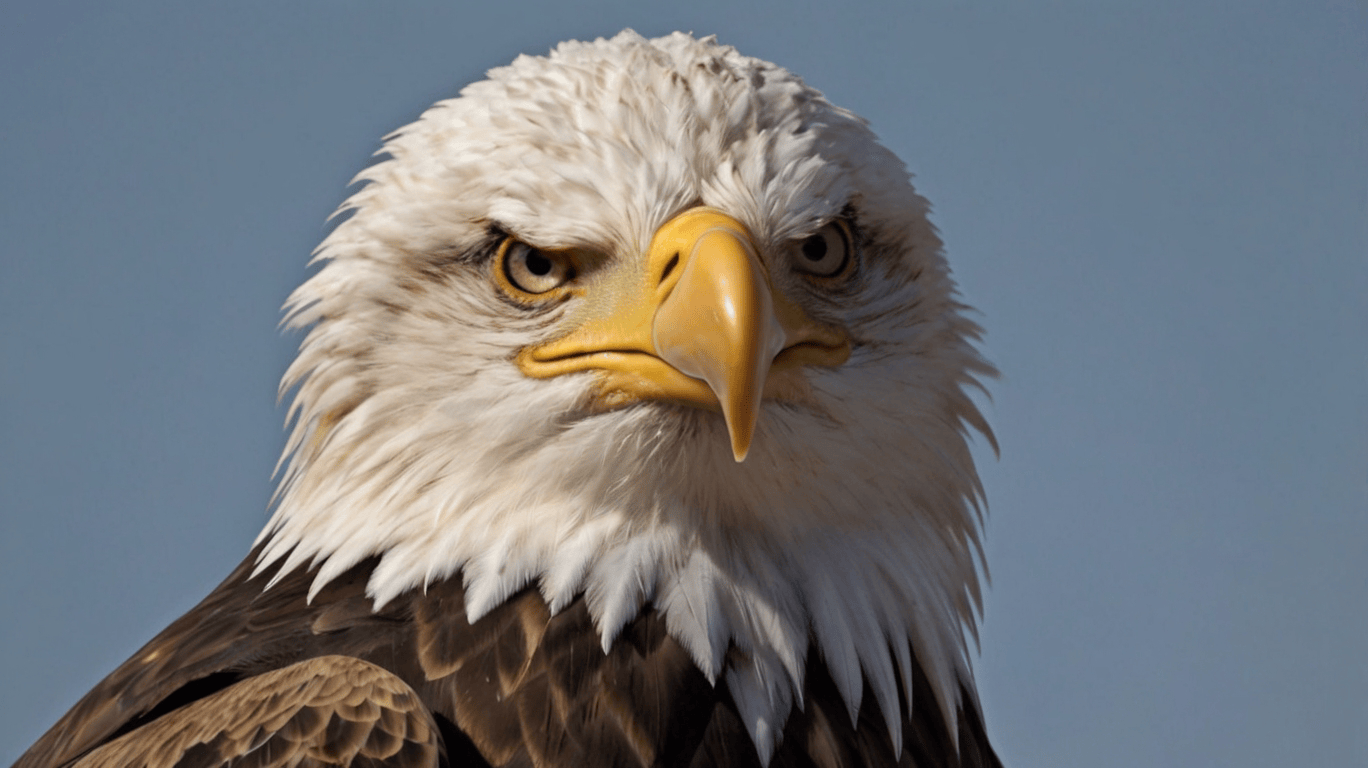 Eagle Eyes Image
