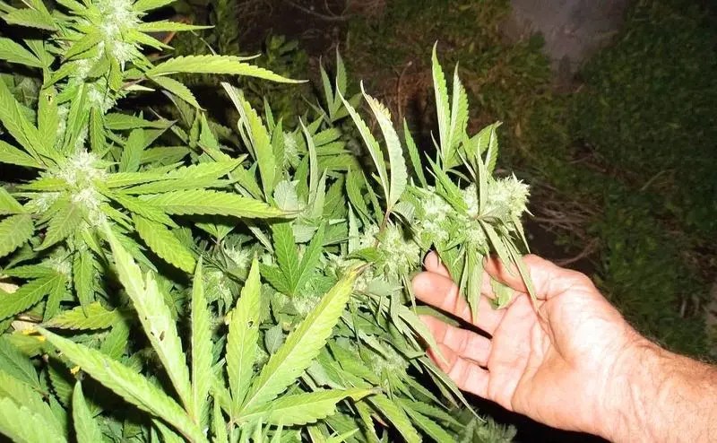 MARIJUANA