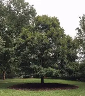 Wye Oak planted by Phyllis Schlafly