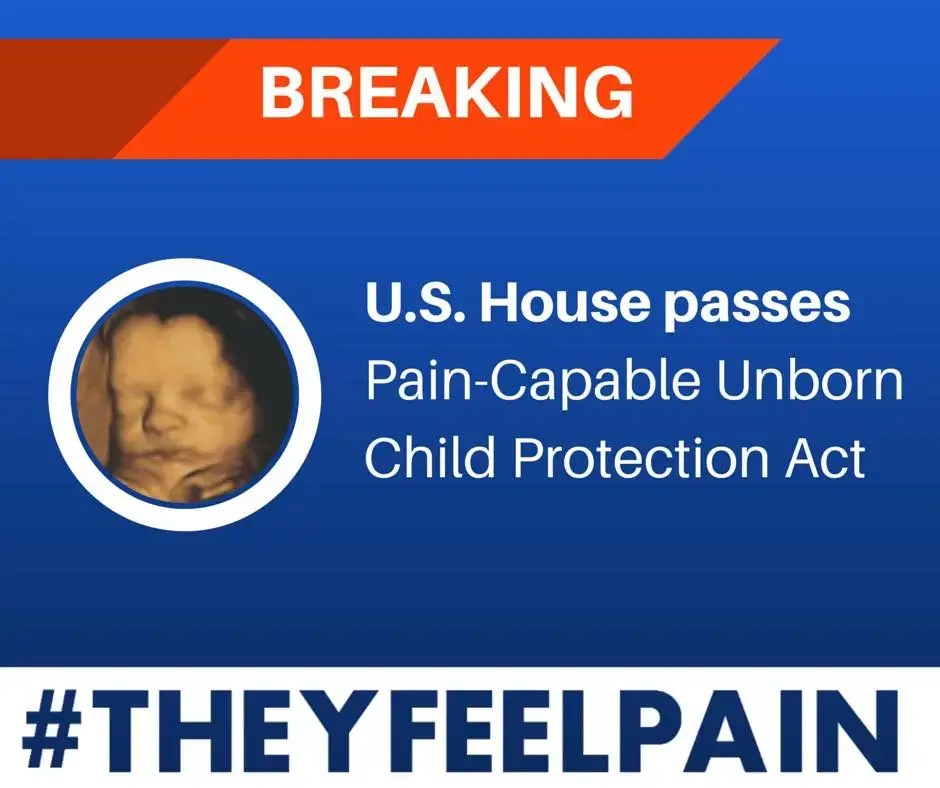 #theyfeelpain