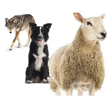Guns, Sheep, and Sheepdogs: Is There a Solution to Gun Violence in America?