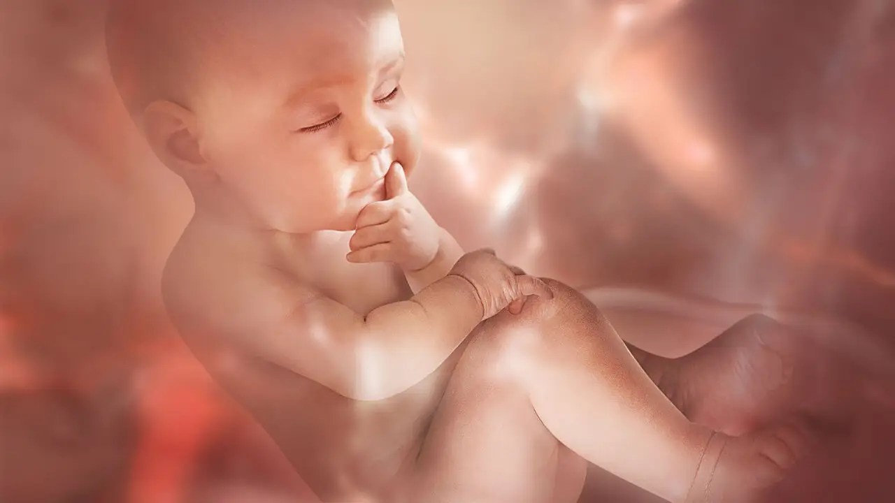 Embryo