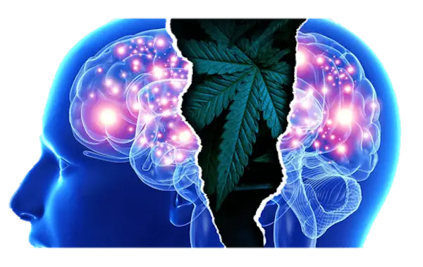 Brain on Marijuana