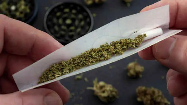 Marijuana