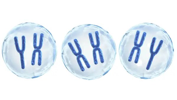 Chromosomes