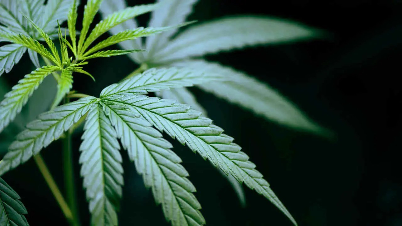 Marijuana