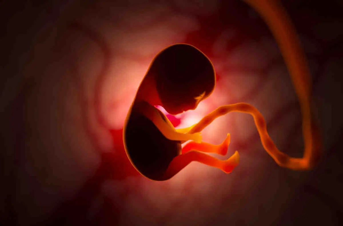 embryo
