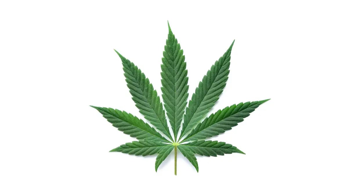 Marijuana
