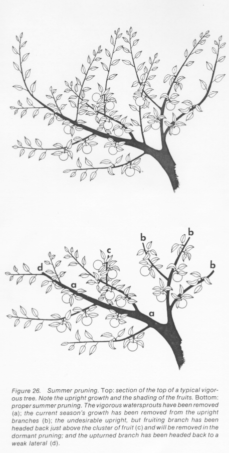 How To Prune Fruit Trees Organic Gardening Blog Grow Organic