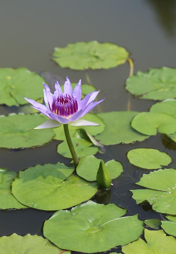 Water lilies (nymphaea) and lotus (nelumbo) are jewels of the aquatic world. Water Lily Genome Expands Picture Of The Earl Eurekalert