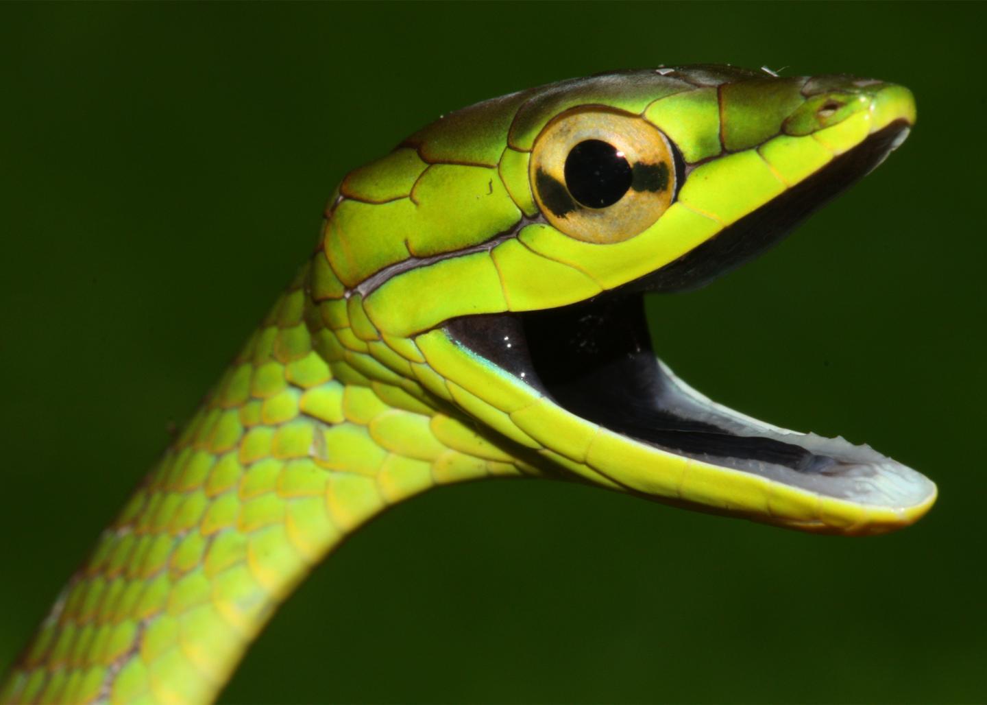 About 600 species are venomous, and. The Curious Case Of The Disappearing Snakes Eurekalert
