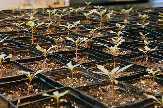Waterhemp [image]