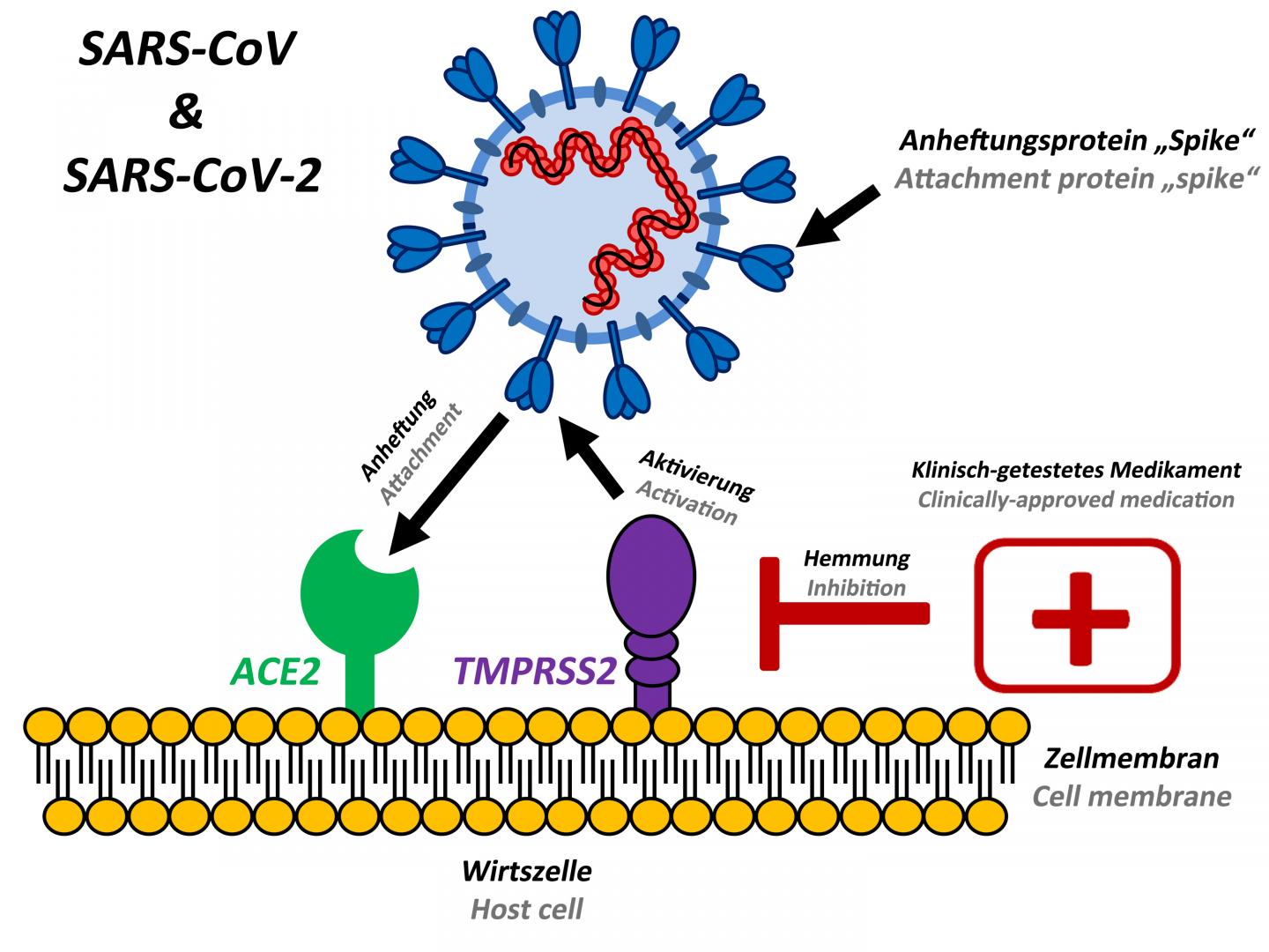 Voor particulieren en het mkb/bedrijven. Preventing Spread Of Sars Coronavirus 2 In Hu Eurekalert
