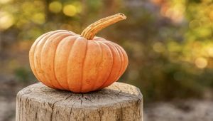 Link to Pumpkin Math