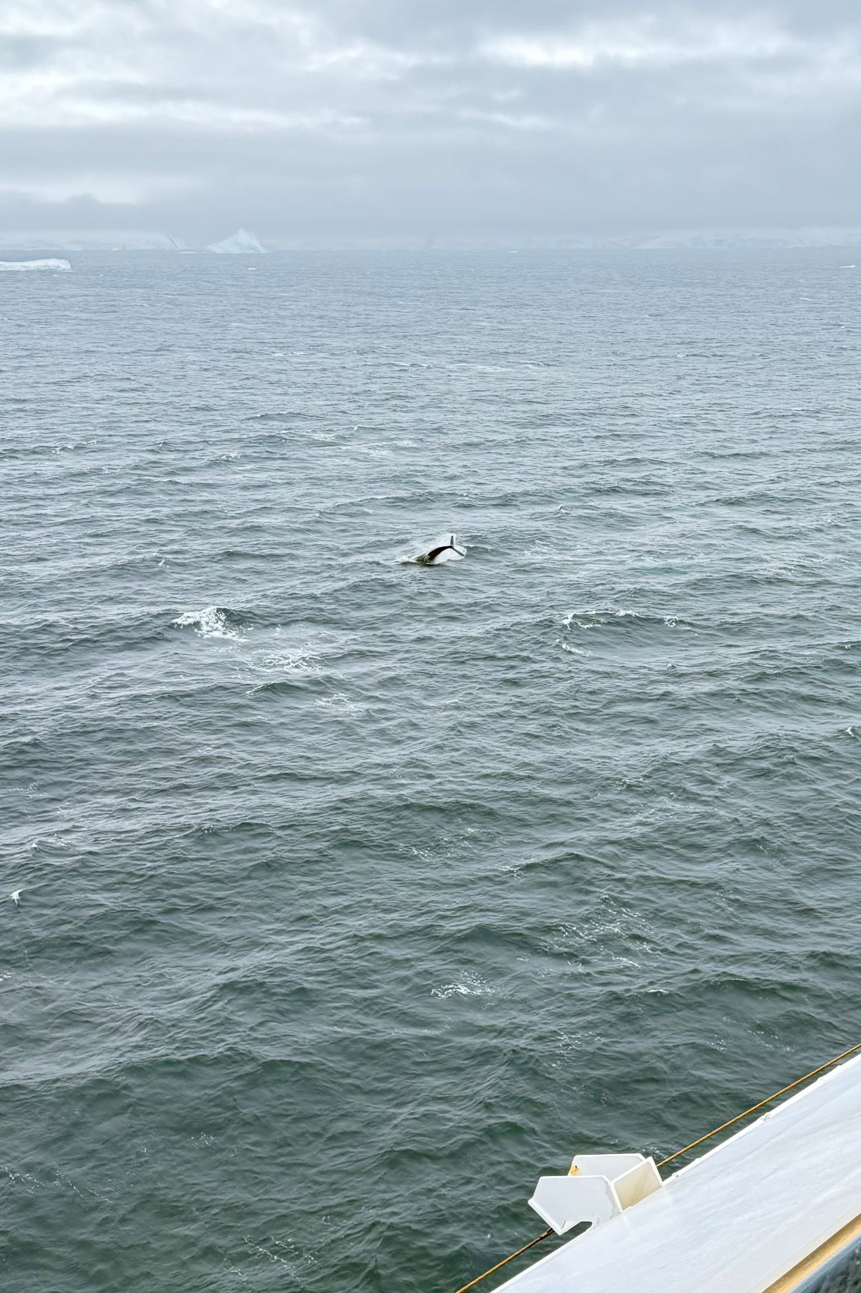 Difficult to Cath the Whales early in their breech