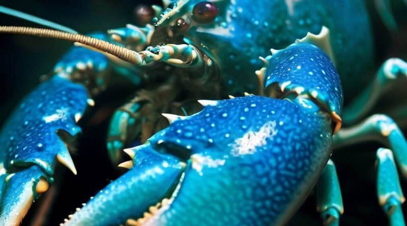 Blue Rare Lobster