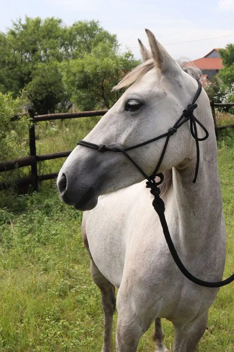 Pixie, an EARTH Centre therapy pony
