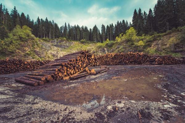 déforestation, coupe à blanc