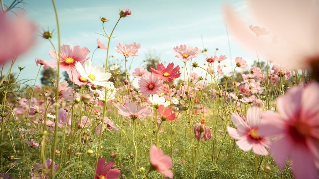Champ de fleurs de cosmos rose
