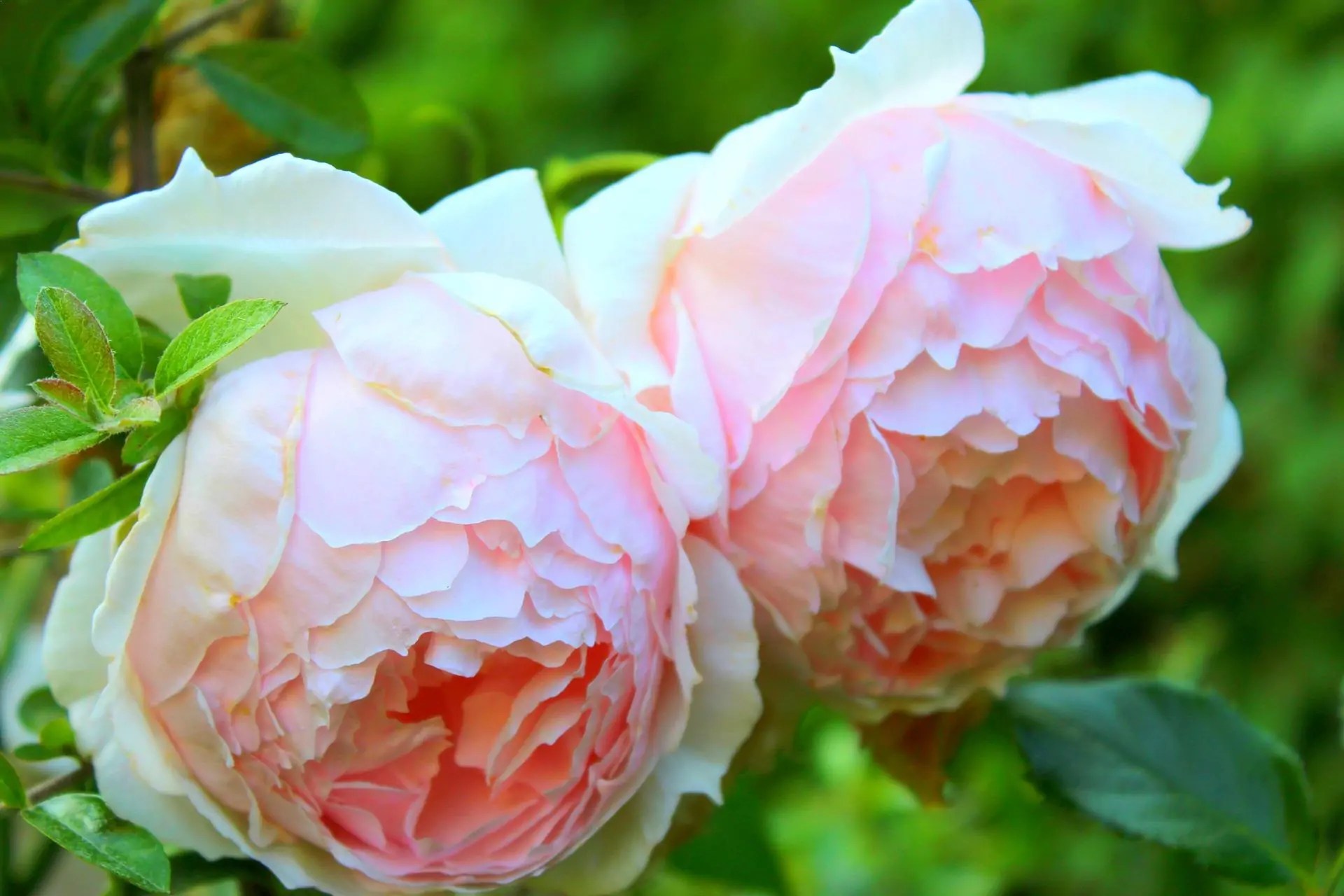 Top 10 Most Beautiful Roses In The World