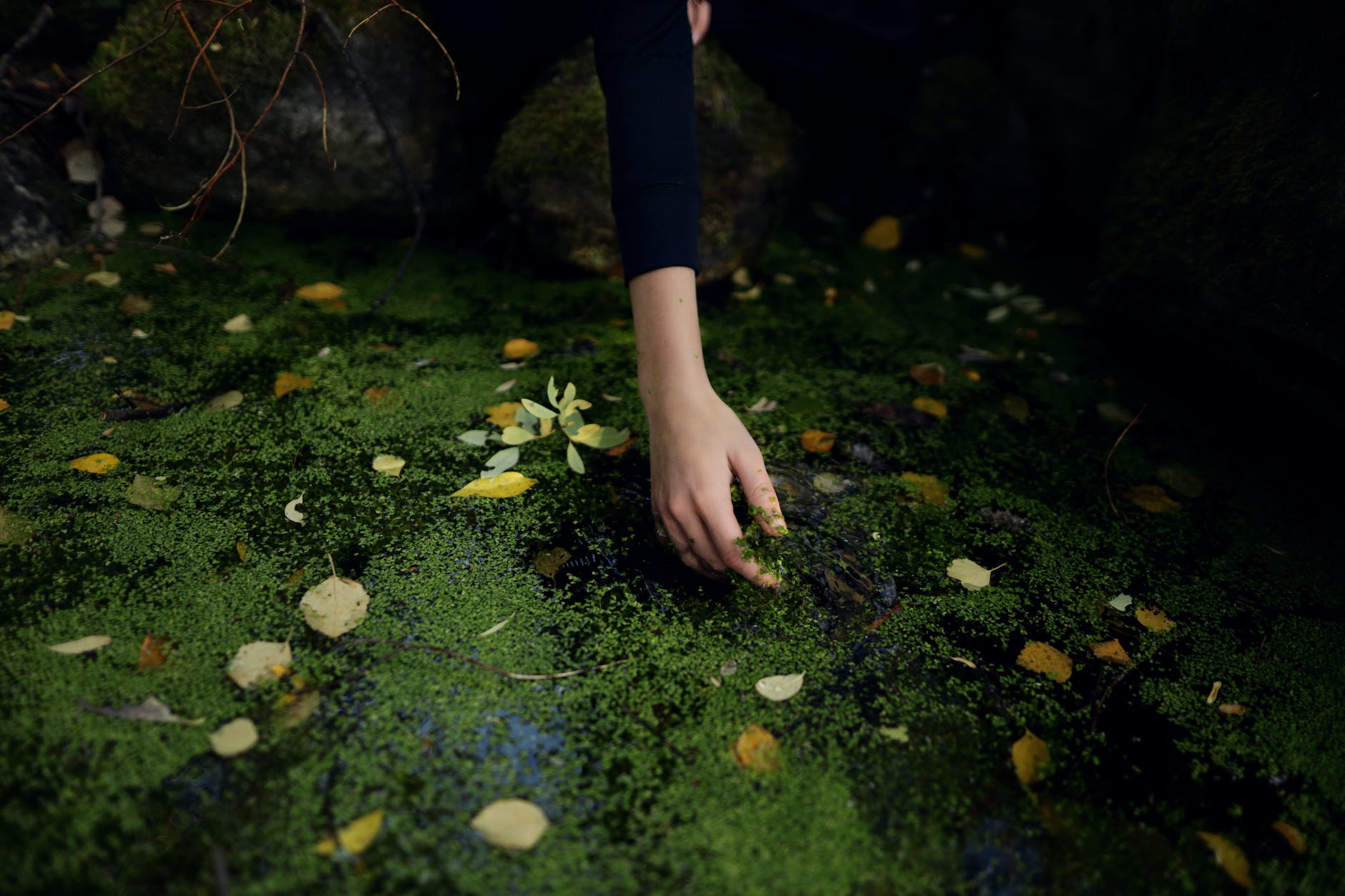a person touching a water with duckweeds