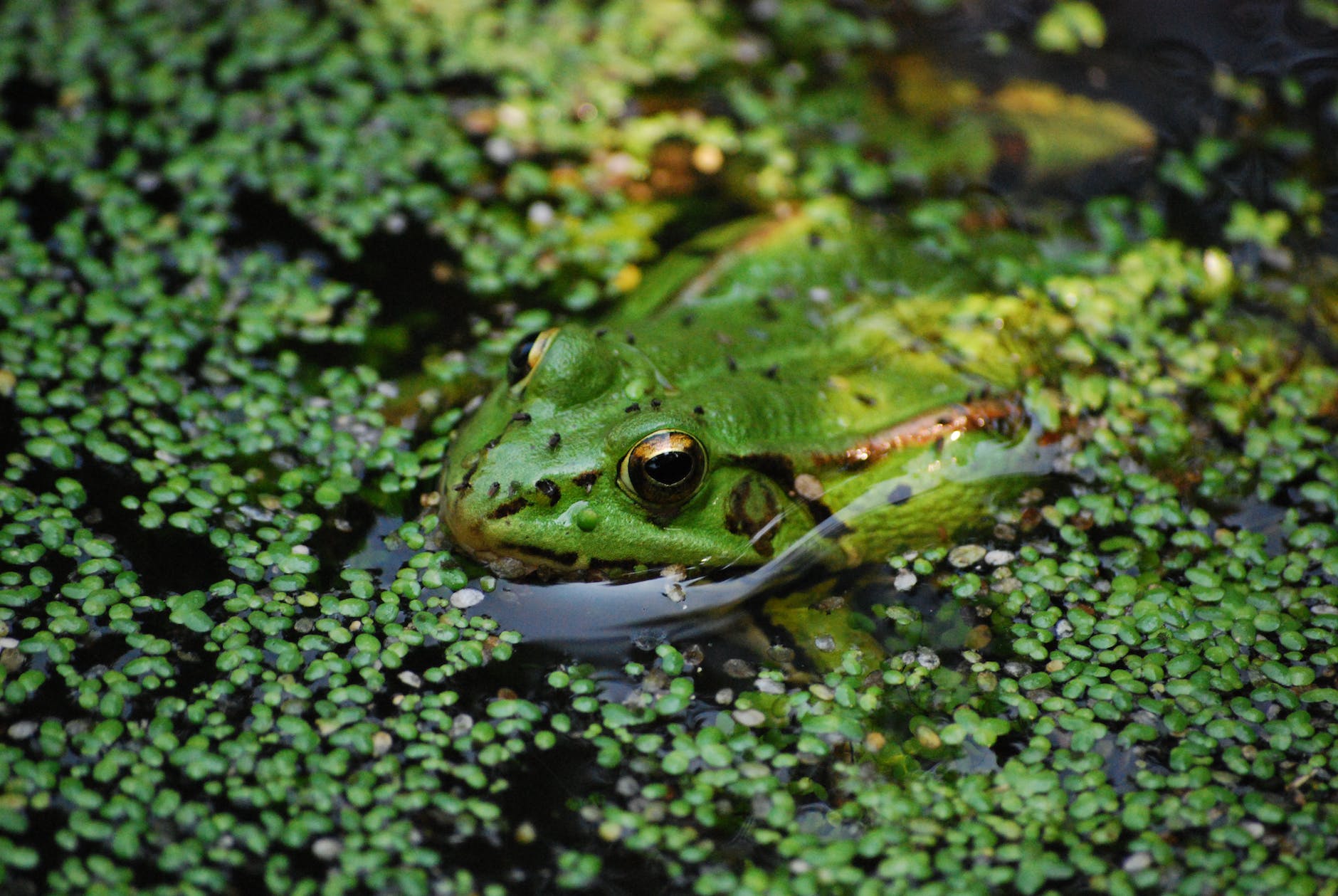 close up shot of a frog