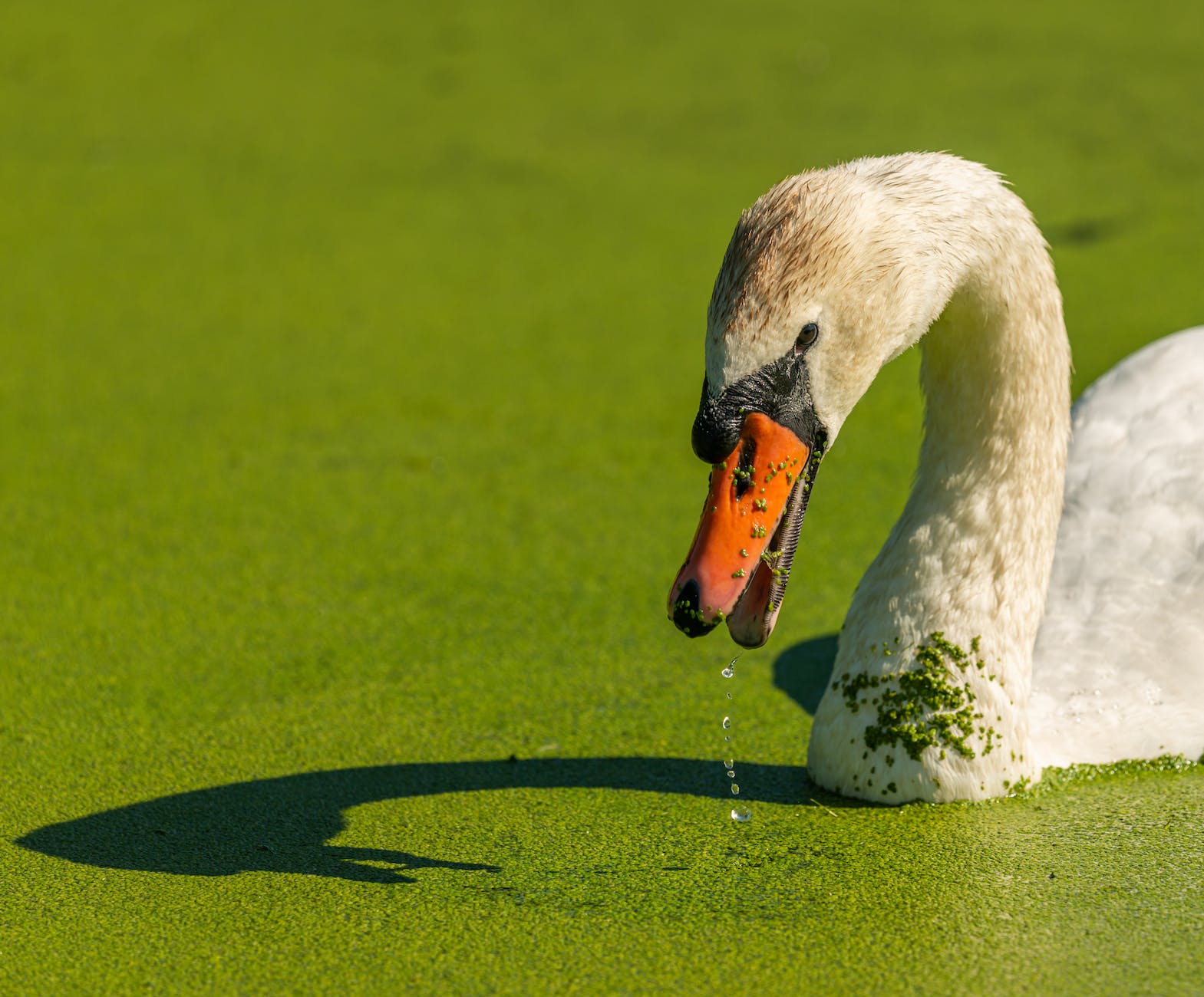 white swan floating on water