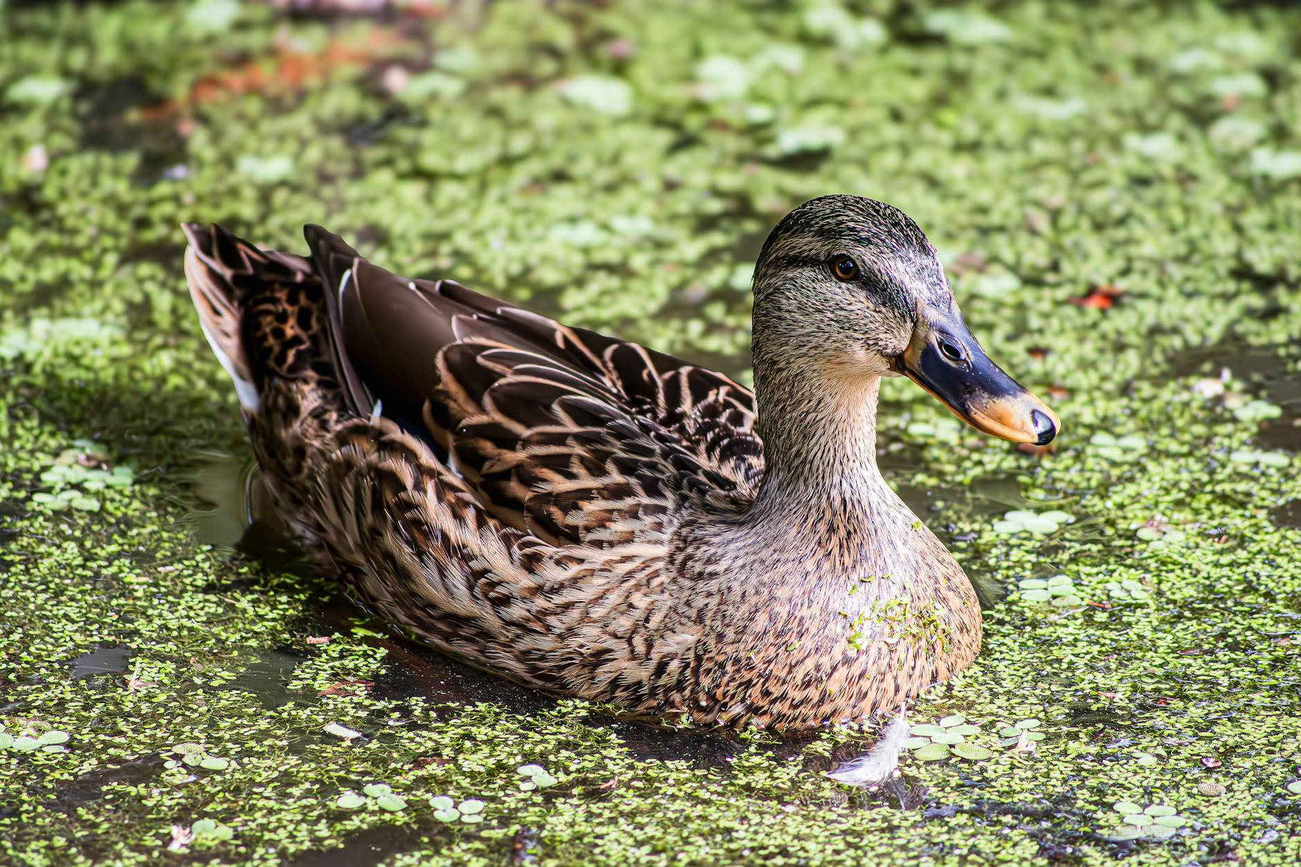 duck in pond filled with weeds